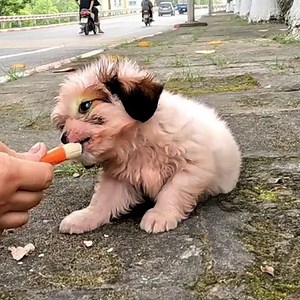 25K views · 1.1K reactions | Found a stray puppy and I adopted it and gave it away. | Animal - Rescue Center | Facebook