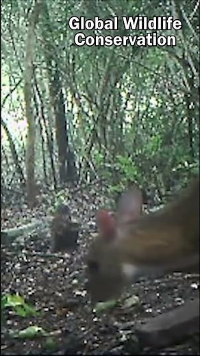 This Mouse Looks Like A Deer! 🐁