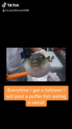 Pufferfish Feeding Carrots: An Unusual Kitchen Moment