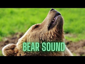 Bear sound effect roar | black bear sounds effects