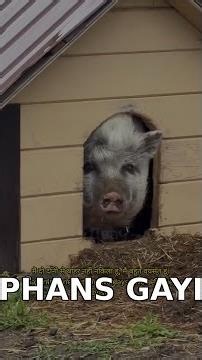 Piggy apne ghar mein फंस गई kyunki woh bohot moti ho gayi thi 😂