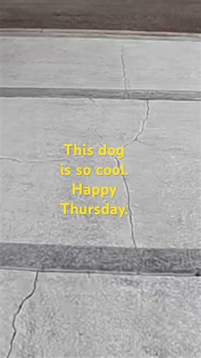 This dog is so cool. Happy Thursday.
