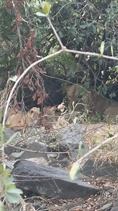 193K views · 7K reactions | Msuthlu pride lioness #4 showed us her four newborn cubs. With her giving birth, all four lionesses of the pride have given birth. The members of pride has reached 15. As the migrating pride, they did very good job under the rule of Gijima males. Sabi Sabi game reserve, South Africa - photographer Credit_ lingirden | Lion sightings | Facebook