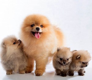 POMERANIA | Todo sobre esta raza de perros pequeños