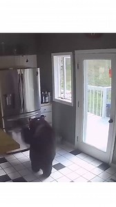 This video from The Pet Collective might be the funniest thing we have seen all day! Everyone loves leftovers for sure! I guess the bear wanted takeout 🤣 #Tennessee #smokies #bears #blackbears #takeout #foodraid | Smoky Mountain Faith, Food & Fun