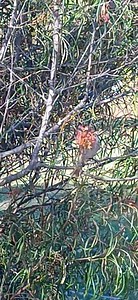 Wild birds love the Grevillea flowers | Six Grey Parrots
