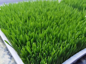 [Hot Item] Hydroponics Fodder Tray Auto Circulation System Factory Price