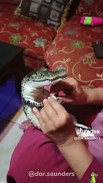 Discover the Cuteness of Crocodiles in Funny Moments