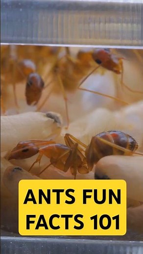Ants 101: The Little Creatures With Big Surprises
