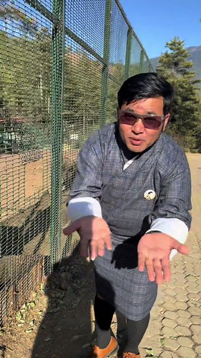 Discover the Takin: Bhutan's National Animal