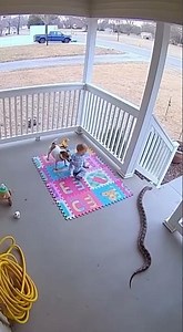 Hero Dog Saves Baby from Snake Attack: Shocking Footage #herodog