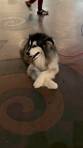 happy bully po kahit mainit😁🐶🥰 woof!🐾 | BULLY the Alaskan Malamute