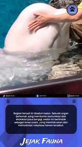 Melon adalah organ berlemak khusus yang terletak di dahi paus bergigi (Odontoceti), yang penting untuk komunikasi dan ekolokasi mereka. Melon ini bertindak sebagai lensa suara, yang memfokuskan dan memodulasi vokalisasi hewan tersebut. Ini adalah komponen kunci dalam kemampuan mereka untuk bernavigasi dan berburu dengan memancarkan gelombang suara dan menafsirkan gema yang kembali. Pernah ada hipotesis bahwa melon memiliki fungsi dalam penyelaman dalam dan daya apung, tetapi gagasan ini tidak la