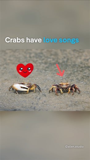 The stronger the beat, the hotter the #crab. A new study reveals that male fiddler crabs drum on the ground to send seismic #love signals to impress females. 🦀🧡🦀 #DWScience | DW Environment
