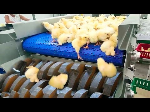 From Hatchery to Processing Line A Rare Look Inside Modern Poultry Farm Technology
