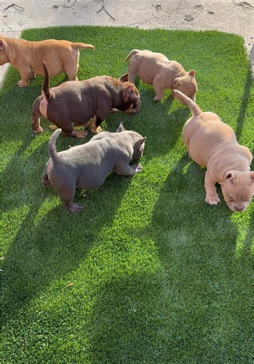 Micro Exotic Bully Puppies: Adorable Companions