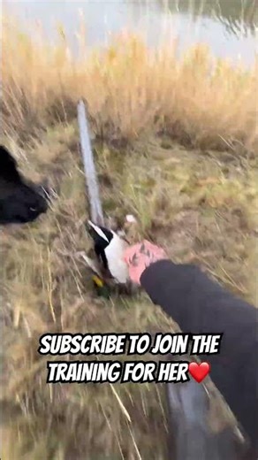 Duck hunting dog black Labrador hunt training #hunting #shorts