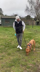 141K views · 1.1K reactions | Clicker training to help reactivity! | Southend Dog Training | Facebook