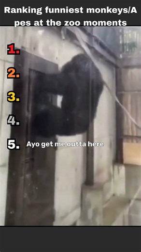 Ranking funniest monkeys/apes at the zoo moments 😂🐒