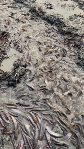 Sing fish | মৎস্য বাড়ি -Fish House