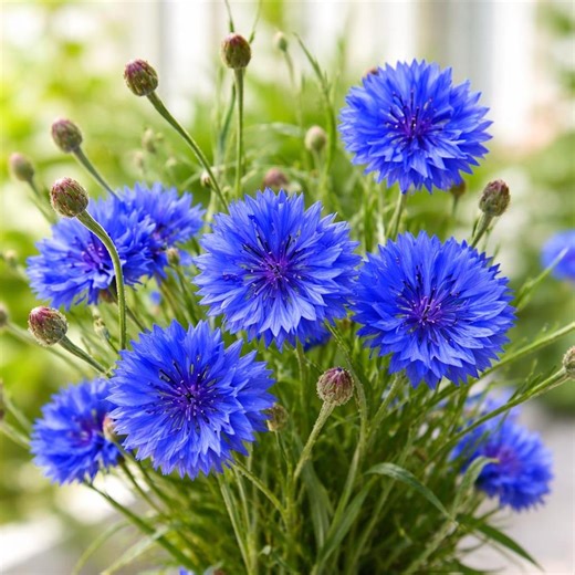 Dwarf Bachelor Button Seeds, Blue Cornflower Wildflower Blooms (200 Seeds) - Etsy