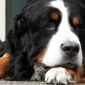 5.4K views · 259 reactions | Many of you might know the St. Bernard dogs. These big dogs are often used as avalanche rescue dogs. But other dogs are bred exclusively in Switzerland as well. Have a look. | Switzerland | Facebook