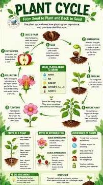 🌱 PLANT LIFE CYCLE 🌿