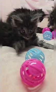 Silly Sweet Maine Coon Kittens Playing with the Worlds Around Him. #kitten #cat #everyone