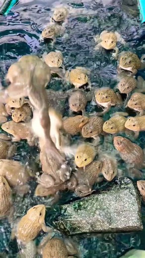 Frogs jumping so happy #wildlife #nature #shortvideo