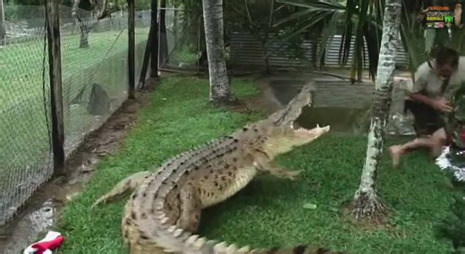 Intense compilation of crocodile attacks on a fearless Australian wildlife handler