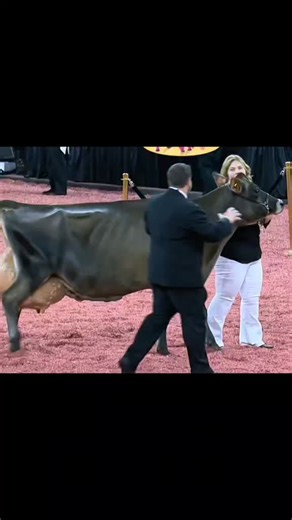 High Milk Production with Jersey Cows