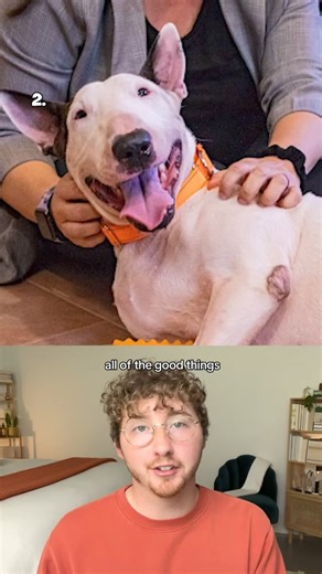 Here are the Top 10 Dogs of the week! | We Rate Dogs