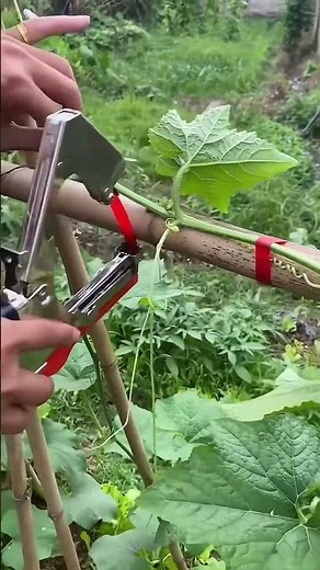 Tapetool Tapener Tying Tape Binding Machine #shorts #gardengadgets #coolgadgets