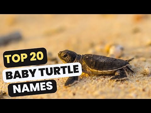 Naming Your Baby Turtle Here Are the Top 20 Cutest Ideas!