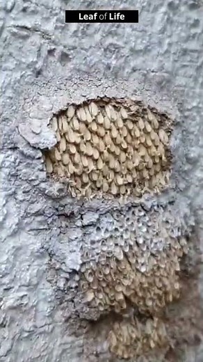 The Ancient Peanut Bug! #shorts