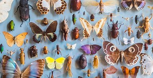 A Looming ‘Insect Apocalypse’ Could Put Global Food Supplies at Risk