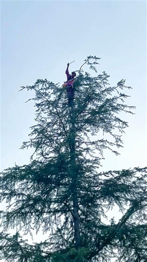 treetop cellist applauded by birds