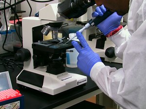 Intra-tracheal Administration of Haemophilus influenzae in Mouse Models to Study Airway Inflammation