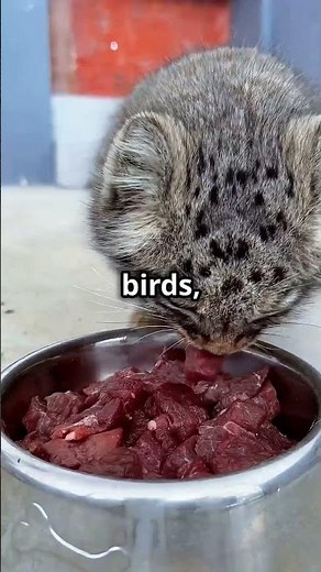 Pallas's Cat Facts 🐱