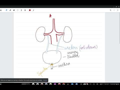 Excretion for IGCSE and O Level students