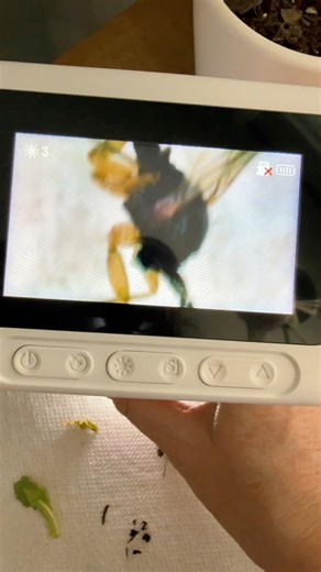 HUGE SALE TODAY➡️ https://www.tiktok.com/t/ZPHvXaarWx4n5-wVsPD/ Explore the world up close with the INSKAM Handheld Digital Microscope 🔬 Featuring a 3-inch IPS screen and up to 1000x magnification, this portable microscope lets kids and students observe details with crystal clarity. Equipped with 8 adjustable LED lights, it ensures bright, sharp images in any setting. Perfect for science education, school projects, or fun discovery at home, it’s compatible with Windows and Mac for easy use. A u