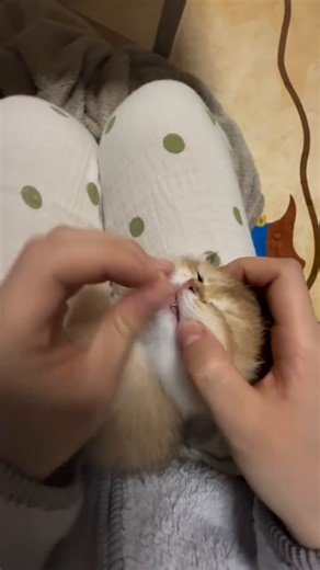 This not how you give your cat pill... Don't just drop the pill in. Hold your cat's mouth closed gently so they don't spit it out. Then, either blow on their nose or dab it with a little water. This triggers a licking reflex that makes them swallow the pill without realizing it.