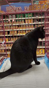 Can you believe this sweet girl is still looking for a forever home? Margot is the perfect kitty, just the right amount of play with tons of snuggles and love to give! All she wants is a loving home and a family to cuddle with for ever 💕 Margot is estimated 1 to 3 years old, great with kids, dogs, and cats. UTD on vaccines, fiv negative, felv negative, and fecal float negative 🩵 She is currently housed at Petsmart York Loucks Road Location, so go on in and say hi to Margot, she loves the atten