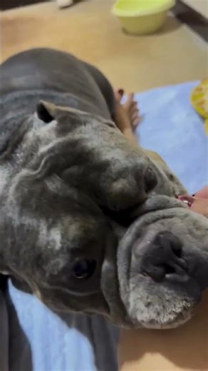 9 เพลินเลยอ้วง #คนรักหมา #ทาสหมา #pets #postviralシ #fb