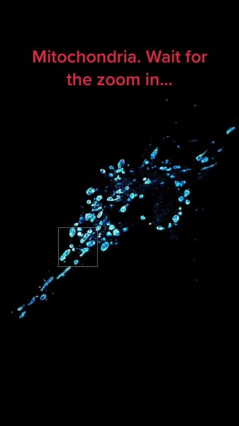 #Mitochondria are known as the powerhouses of the cell. But have you ever seen them closeup? Using #superresolution #microscopy, we can even visualise the cristae inside of mitochondria #science #biology #alevels #PhD #research #alevelbiology #STEM #fyp #cancer #trending #foryou