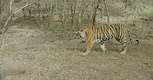 clip-1101317269-tiger-walking-on-dry-forest-sun-rays