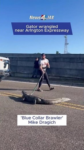 VIDEO: 'Blue Collar Brawler' wrestles gator near Arlington Expressway