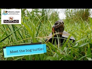 Bog Turtles - Maryland Department of Natural Resources