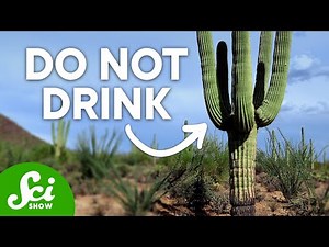 8 Common Survival Myths That Will Make Things Worse (Do NOT Pee on a Jellyfish Sting!)