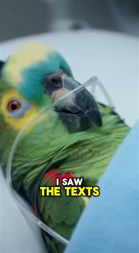 PARROT Snitches on a Cheating Girlfriend from Its "Deathbed"! 🤣